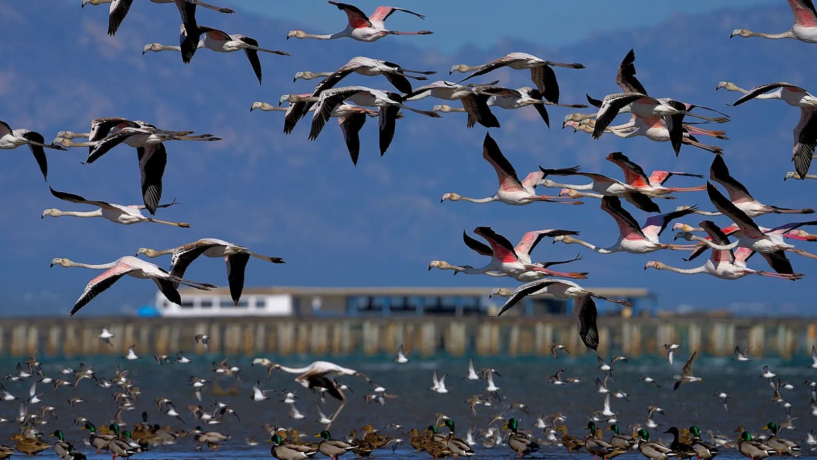 Flamingos Masos Bruguera