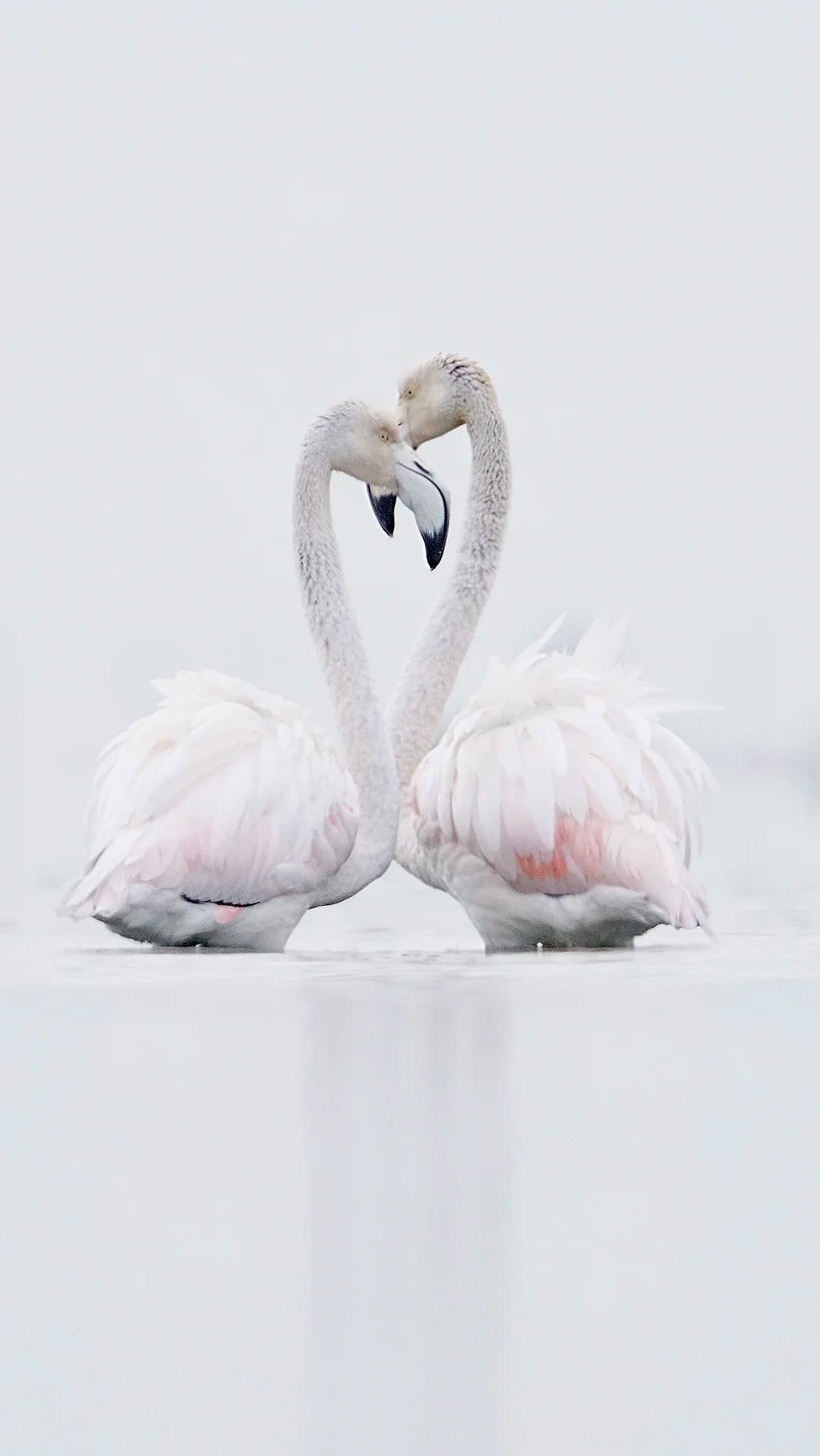 Imatges Joan Bobet 1