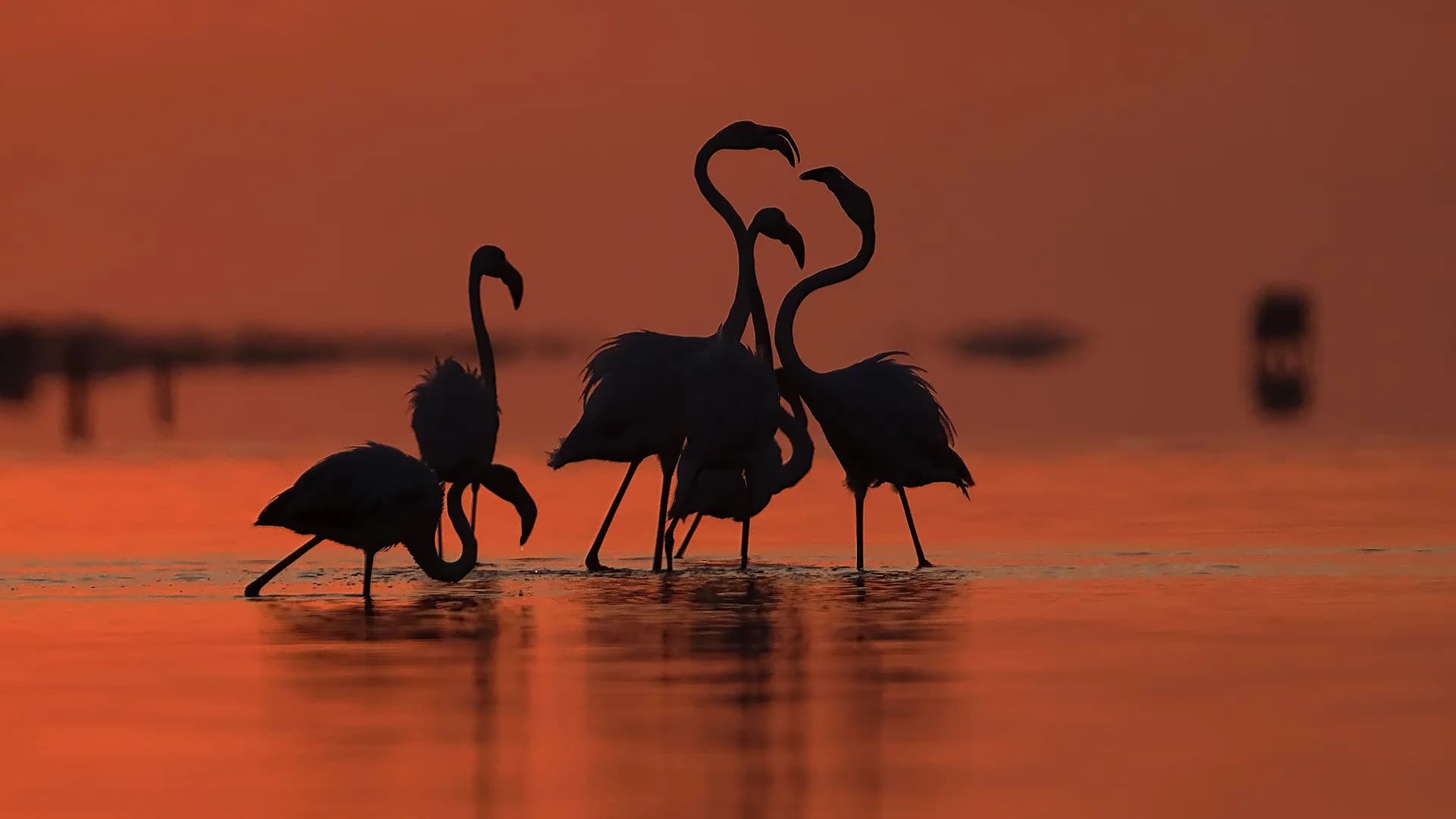 Flamingos Masos Bruguera