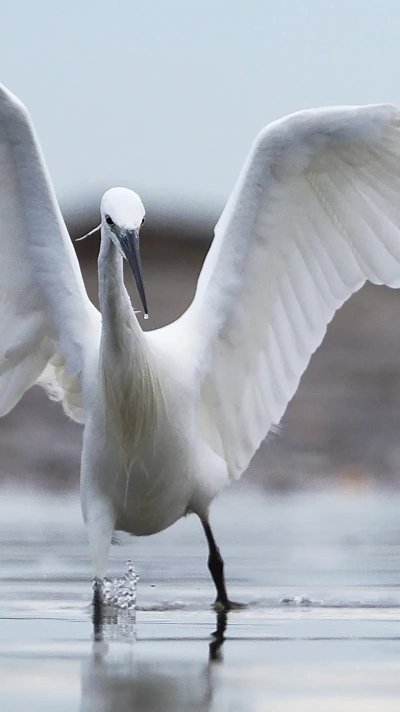 Prenotazione diretta