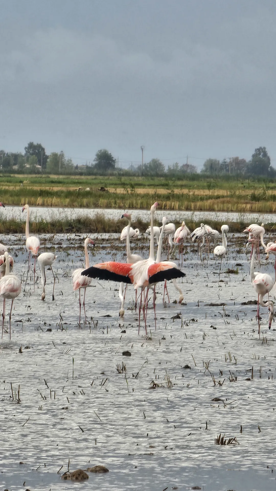 Masos Bruguera entorn 11