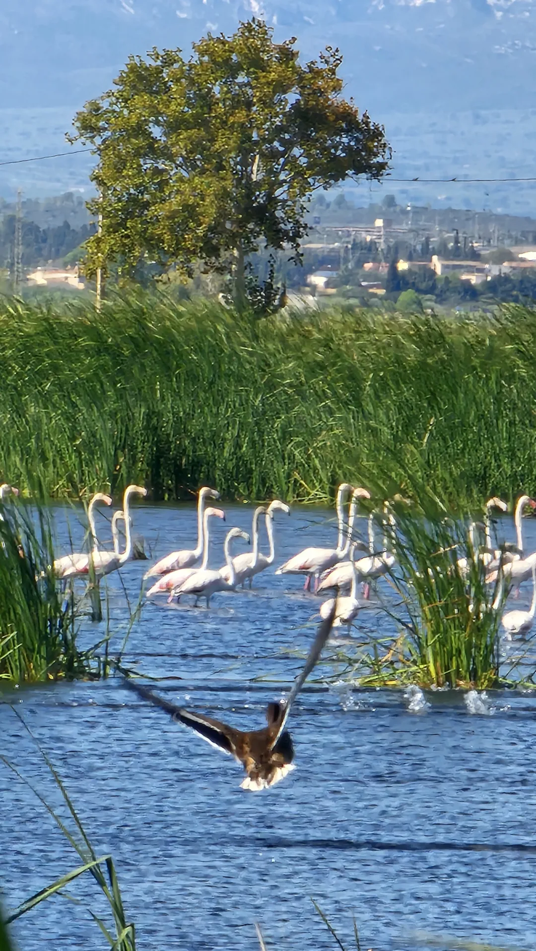 Masos Bruguera entorn 12