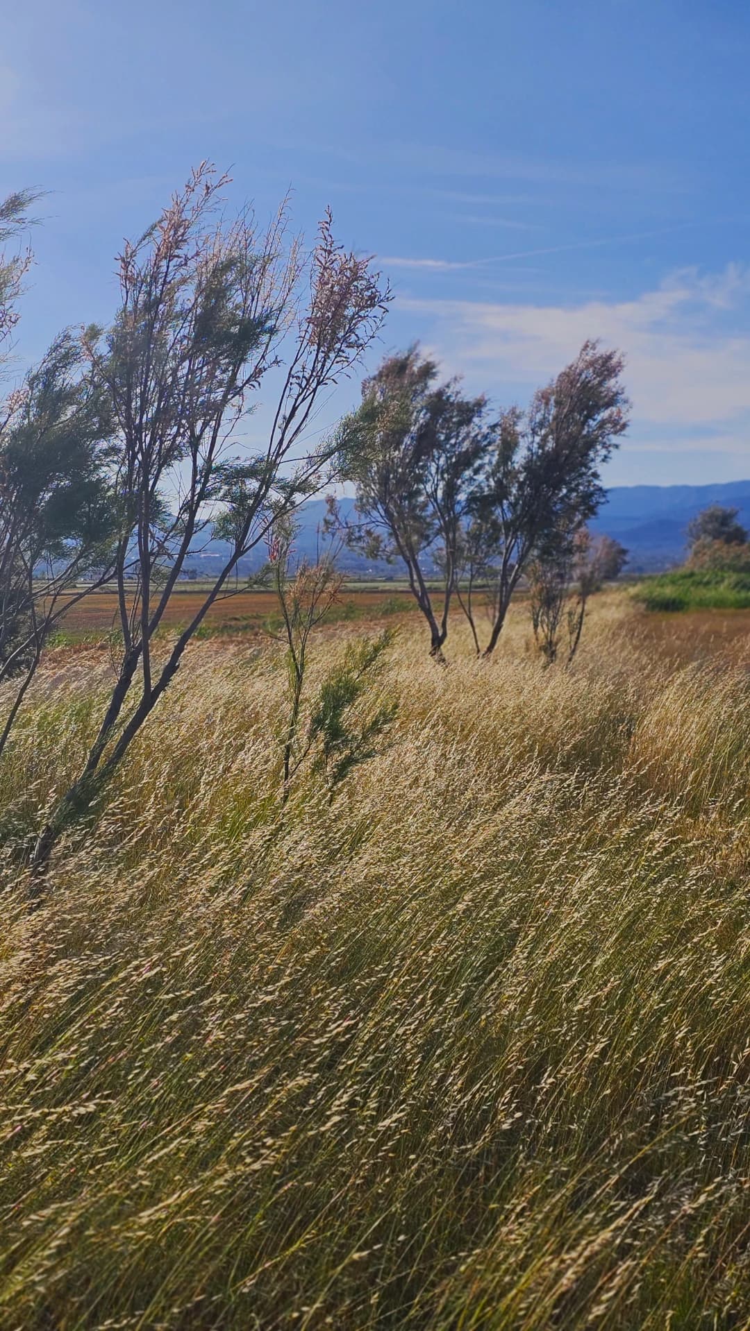 Masos Bruguera entorn 4