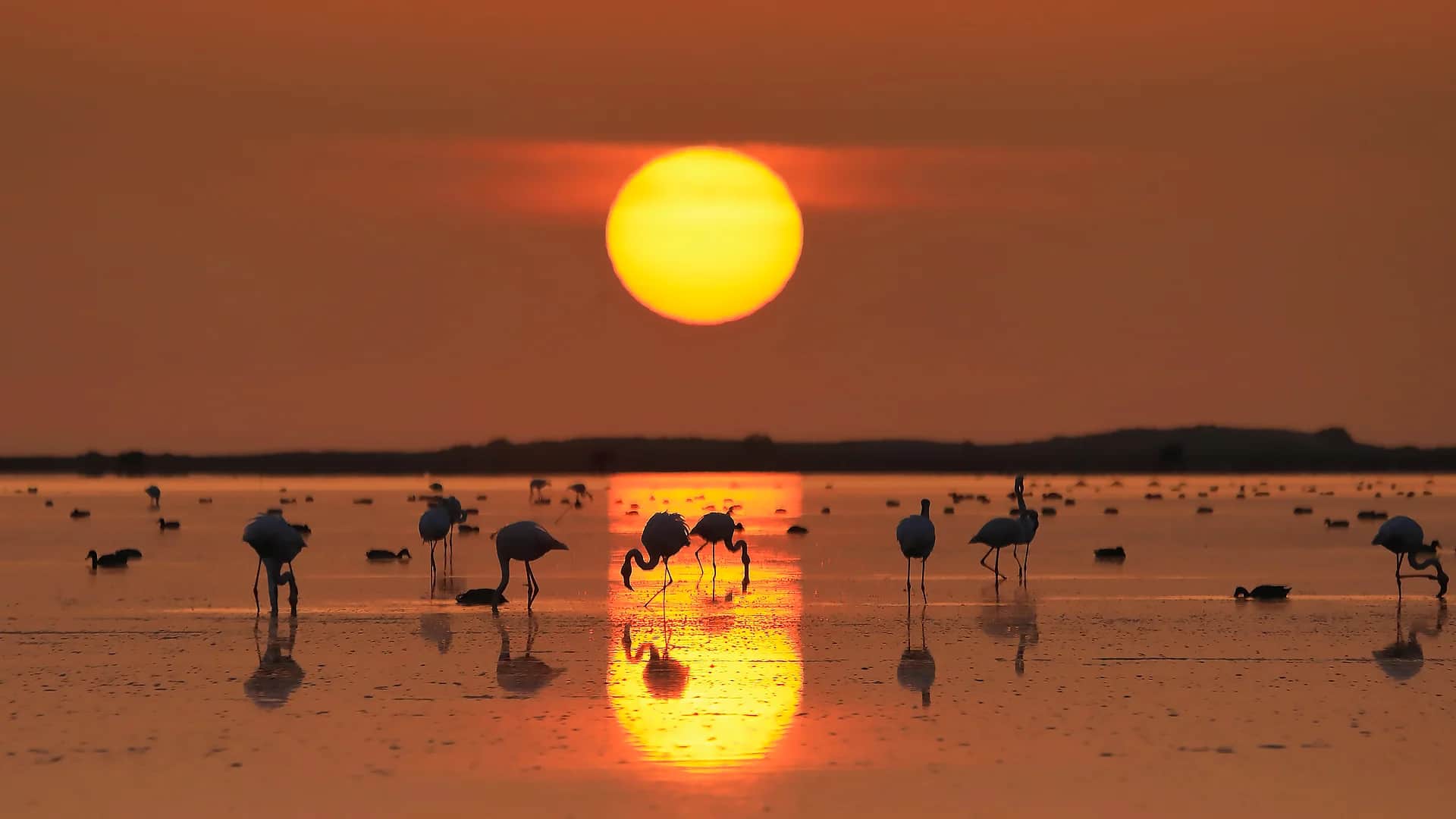 Flamingos Masos Bruguera