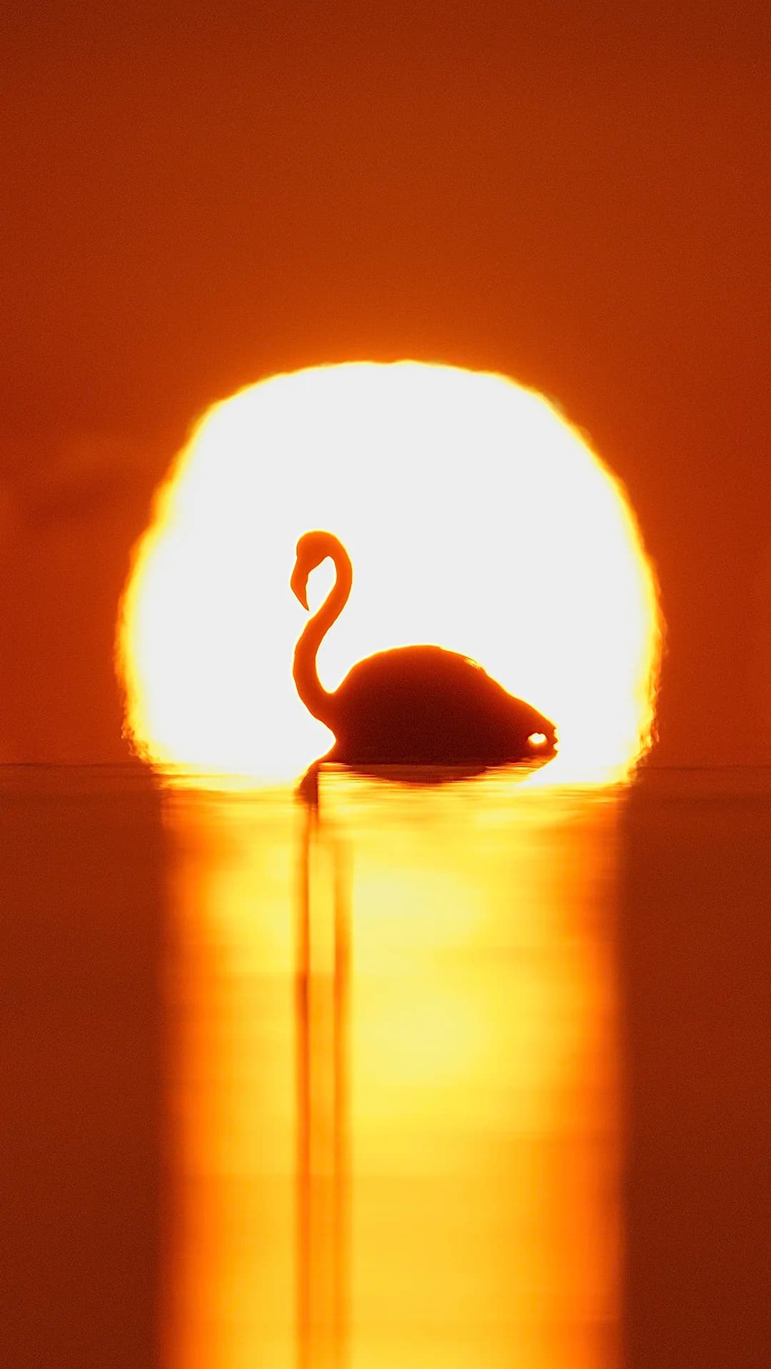 Imatges Joan Bobet 2